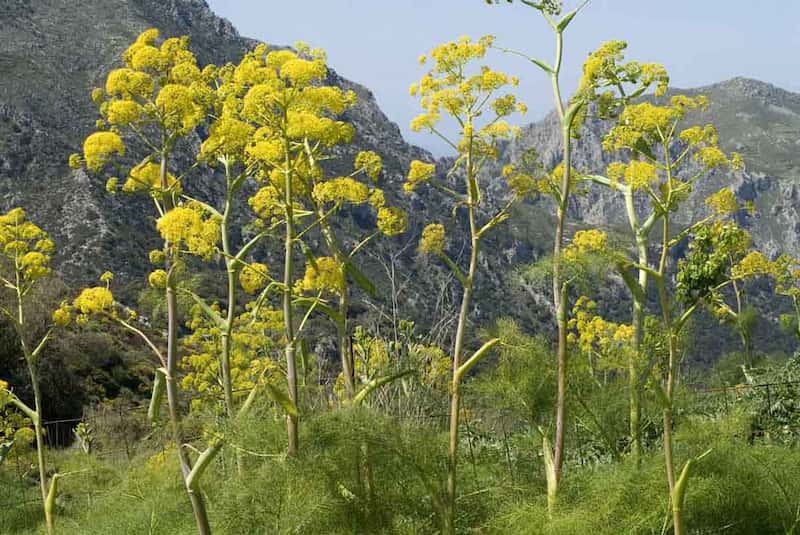 گیاه دارویی آنغوزه؛ ارگانیک سلفون (100 250 500) گرمی کاهش استرس