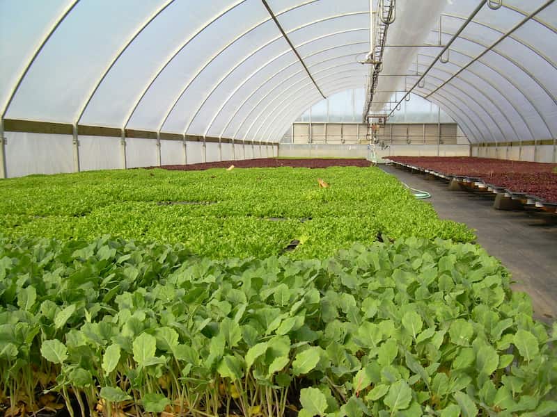 نایلون مخصوص گلخانه؛ کوپلیمر پلی اتیلن پلی وینل کاهش مصرف سوخت