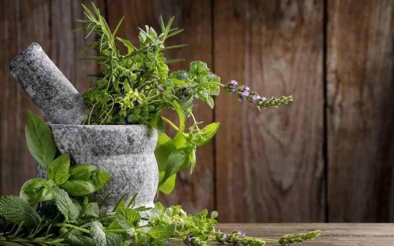 گیاهان دارویی لرستان؛ بومادران مریم گلی خلط آور خاصیت treatment