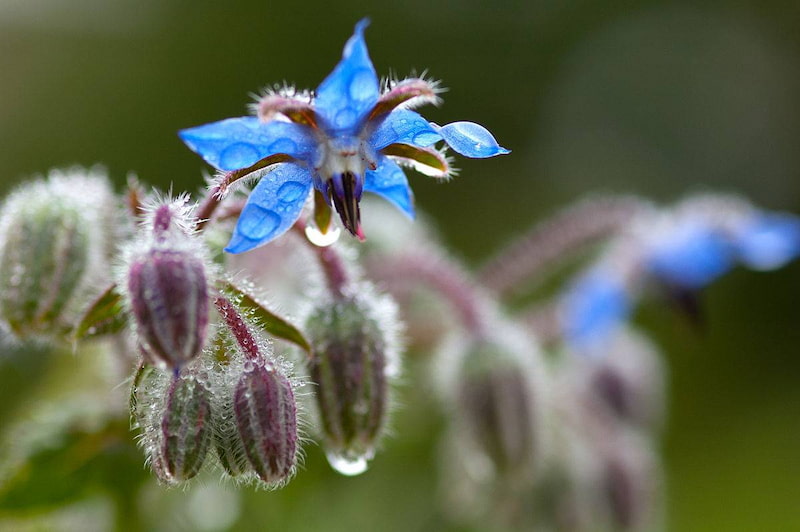 گل گاو زبان آبی؛ نشاط آور آرامش بخش حاوی فسفر Calcium
