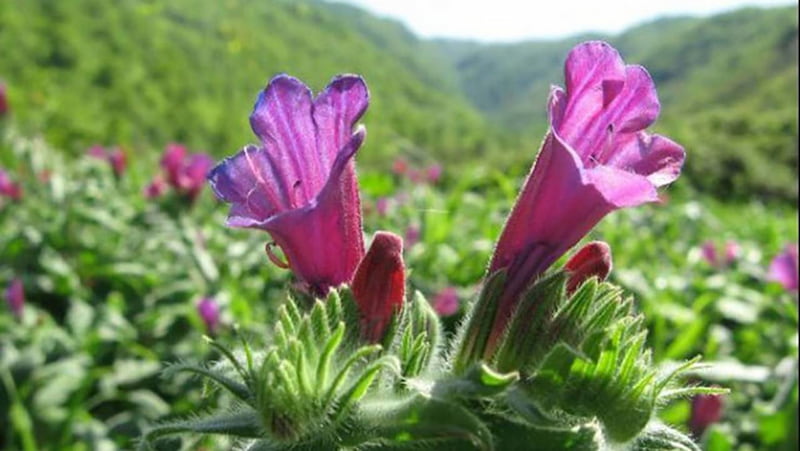 گل گاو زبان سحرخیز؛ آرامش بخش ضد روماتیسم 2 رنگ بنفش آبی