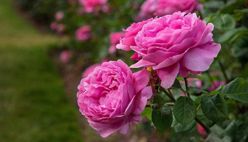 گل محمدی پیوندی؛ صورتی آرامش بخش ( روغن گلاب گیری) کلسیم Fe