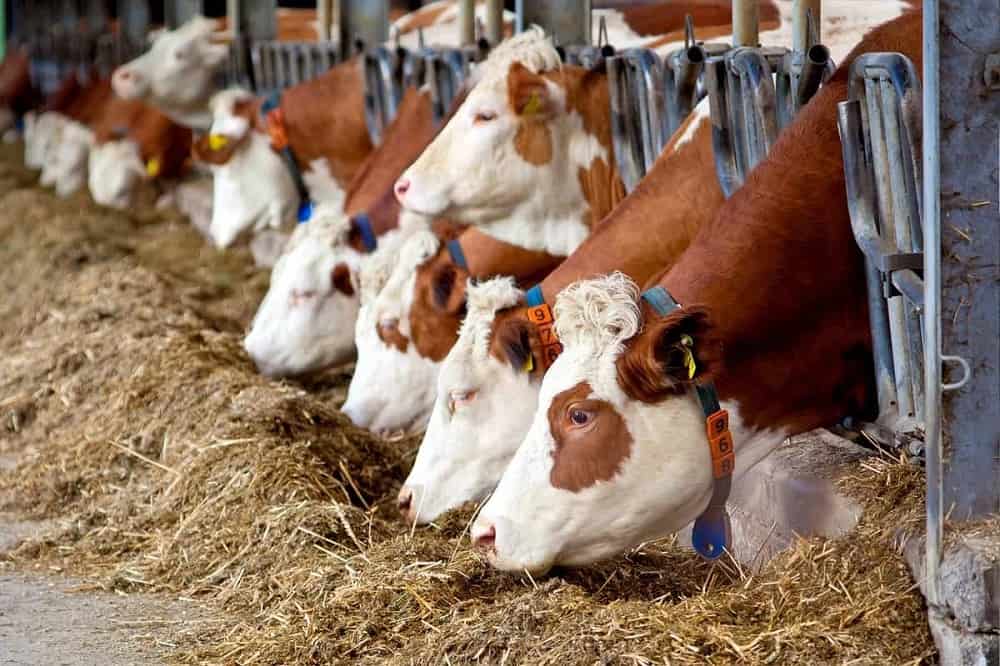 یونجه غذای گاو؛ دو لپه ای گلدار ضد التهاب ادرارآور آهن Chlorophyll