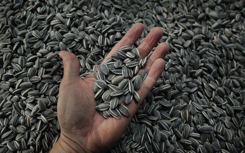 تخمه آفتابگردان کانادایی؛ تازه خشک 2 رنگ قهوه ای قرمز (800 900) گرمی