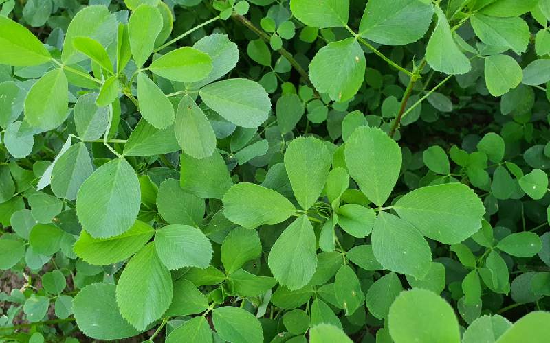 یونجه قره؛ معتدل تقویت استخوان انسان دام ویتامین D