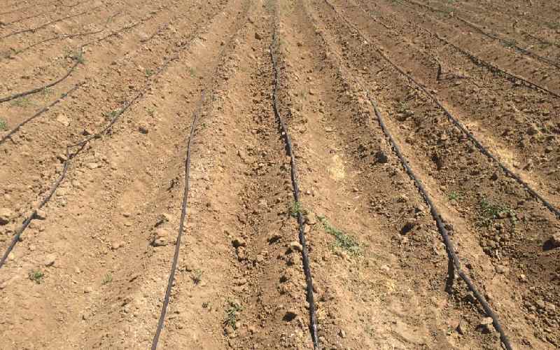 یونجه قطره ای؛ دیمی آبیاری کم رشد زیاد مواد معدنی hay