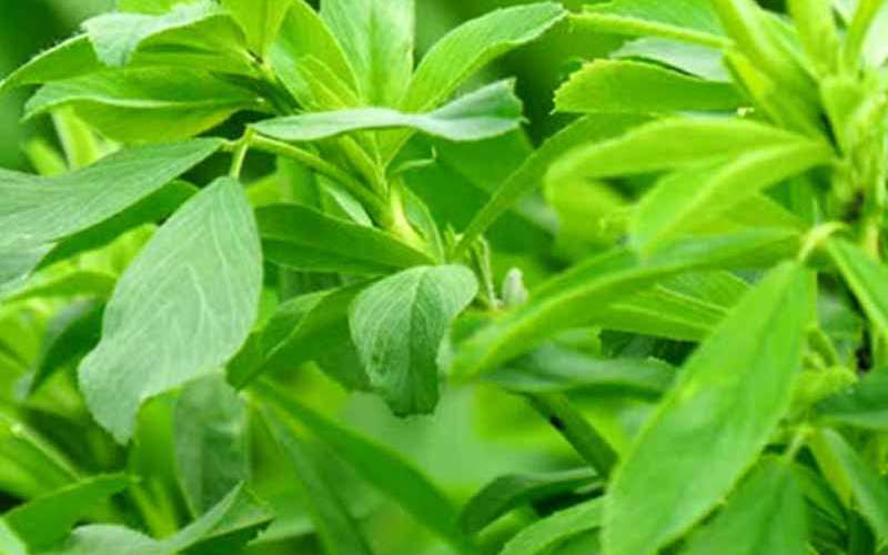 یونجه مائوپا؛ علوفه دامی کم آبی گرم خشک (70) سانتیمتر