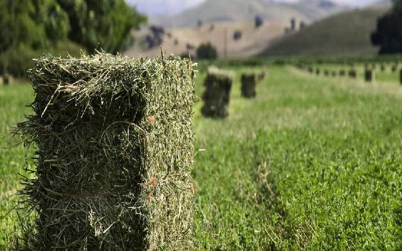 یونجه مرغوب؛ سبز تیره کلسیم صنعتی سنتی دیمی قطره ای hay