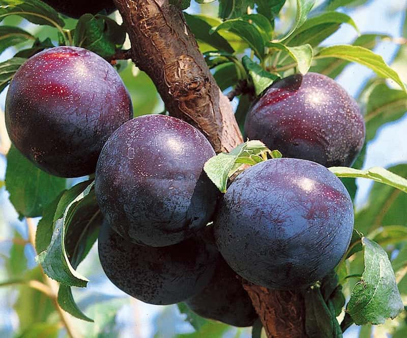 آلو جنگلی سیاه؛ سلفون (100 300 500) گرمی مقوی حاوی آنتی اکسیدان