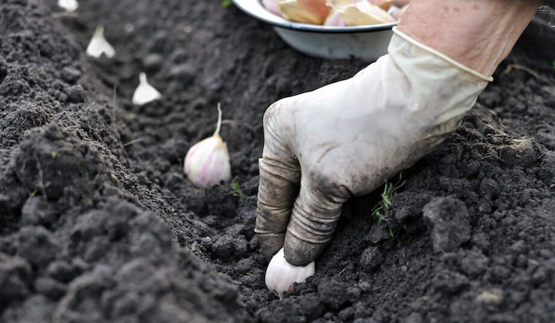 بذر سیر کوهی (تخم) طعم تند زمان کاشت پاییز