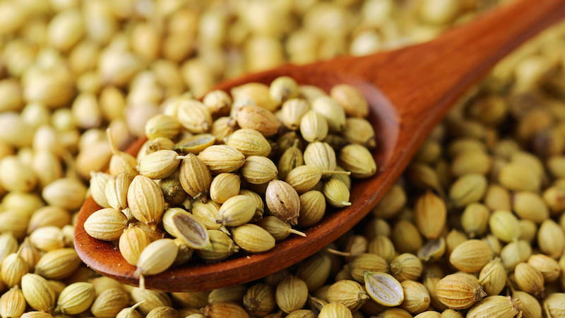 بذر گشنیز توپی؛ زرد سبز حاوی کلسیم فیبر phosphorus