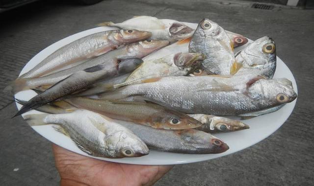 ماهی سنگسر بزرگ؛ گوشت سفید نرم درشت حاوی فسفر Omega 3