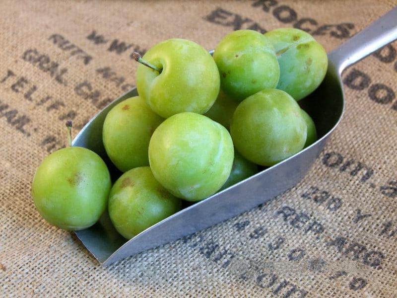 آلوچه سبز خشک؛ درمان نقرس آنتی اکسیدان ویتامین C A