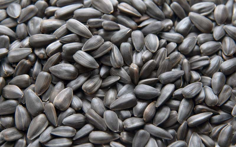 تخمه آفتابگردان؛ نمکی لیمویی سرکه ای حاوی ویتامین E مناسب کاهش Cholesterol