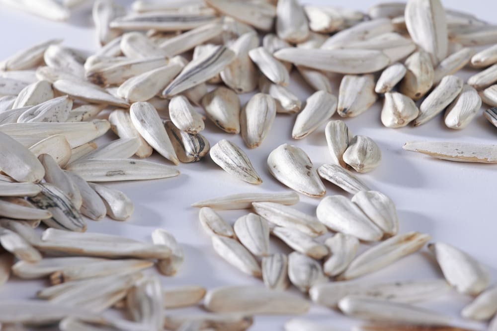 تخمه آفتابگردان سفید خام؛ کم نمک شور گلپر دارای چربی سالم 250 گرمی