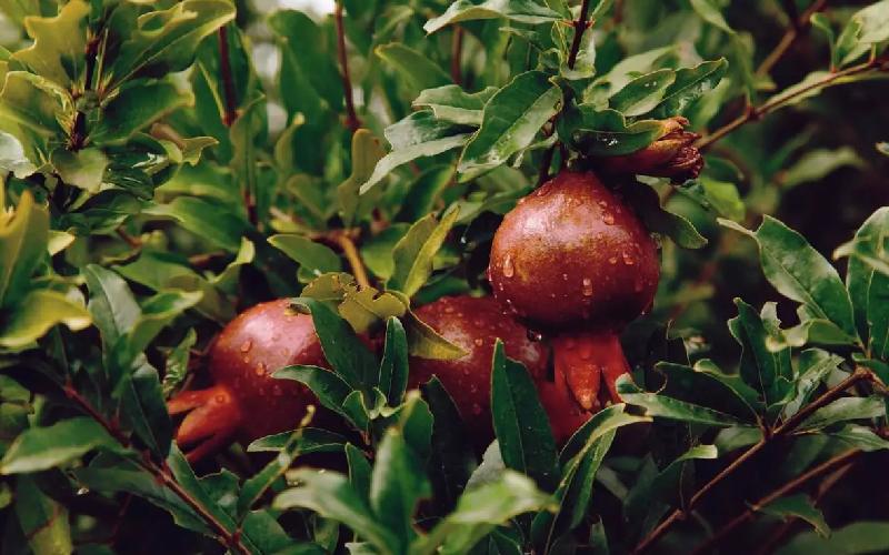 انار سیاه افغانستان (وحشی) نارنجی درمان اسهال سرماخوردگی حاوی (K C)