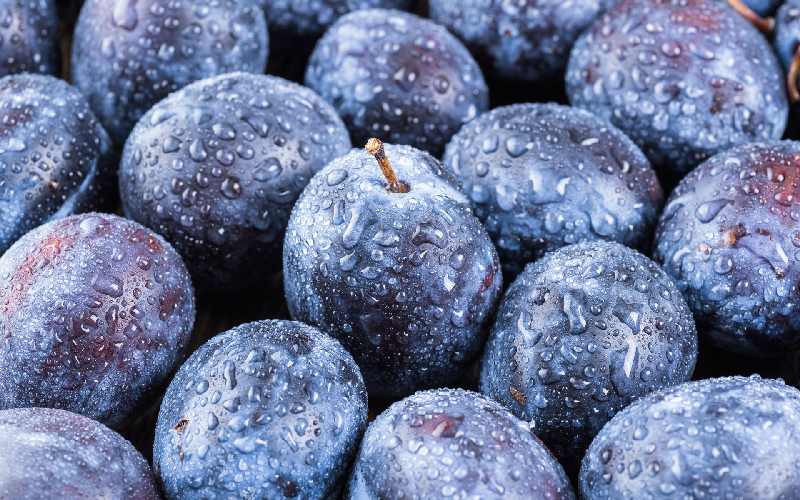 آلو سیاه کوچک؛ آبدار پوست ضخیم رفع آنفولانزا حاوی Phenol