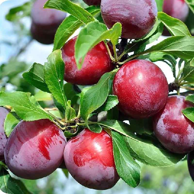 آلو شابلون اختری؛ طبع گرم مناسب مربا کمپوت حاوی potassium