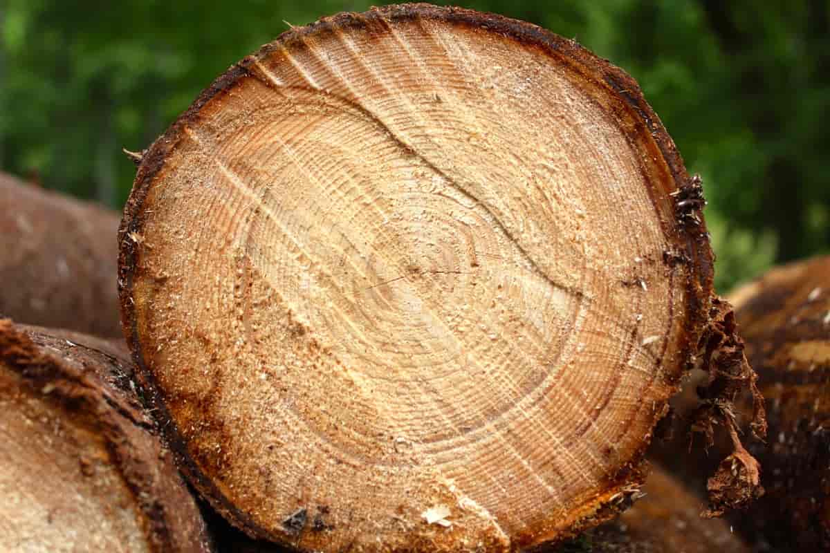 چوب گردو شکری؛ سفید سیاه کرم تولید مبلمان وزن 600 کیلو گرم