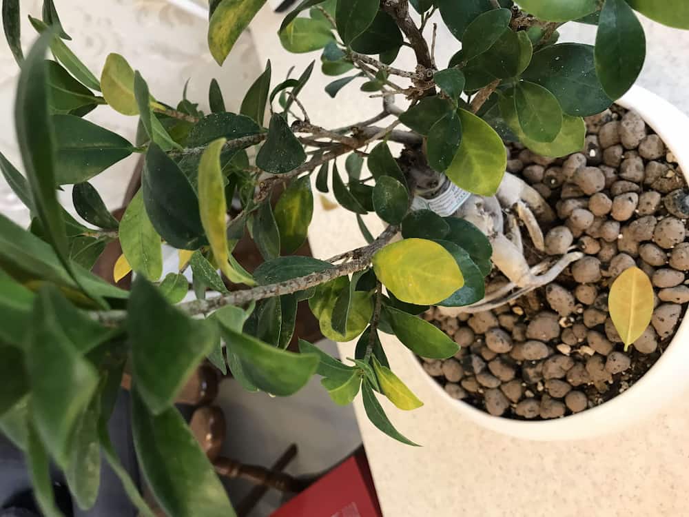 فیکوس میکروکارپا؛ برگ براق بیضی شکل مقاومت بالا ارتفاع 50 سانتی متر