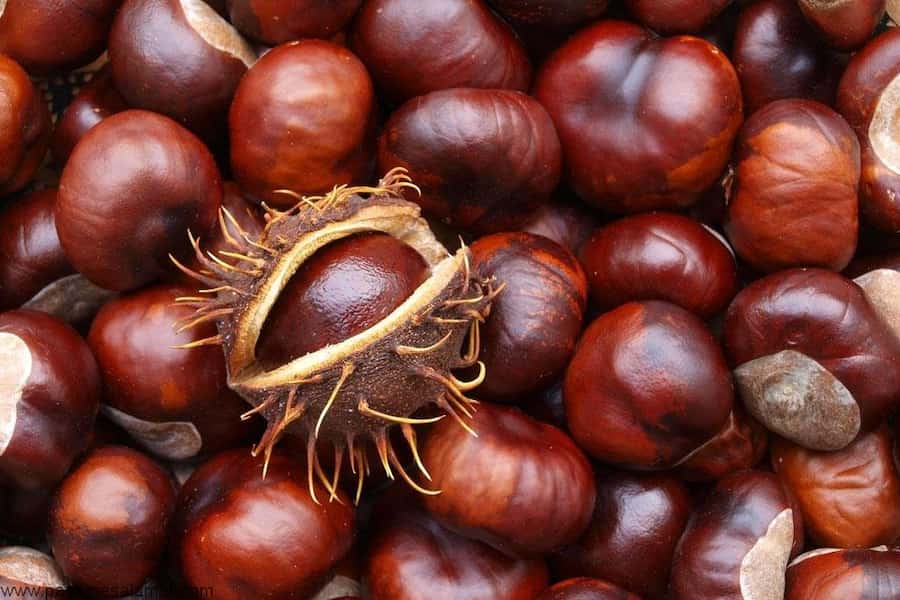 میوه بلوط در ایران؛ تلخ گس درمان بیماری گوارشی حاوی پروتئین fiber