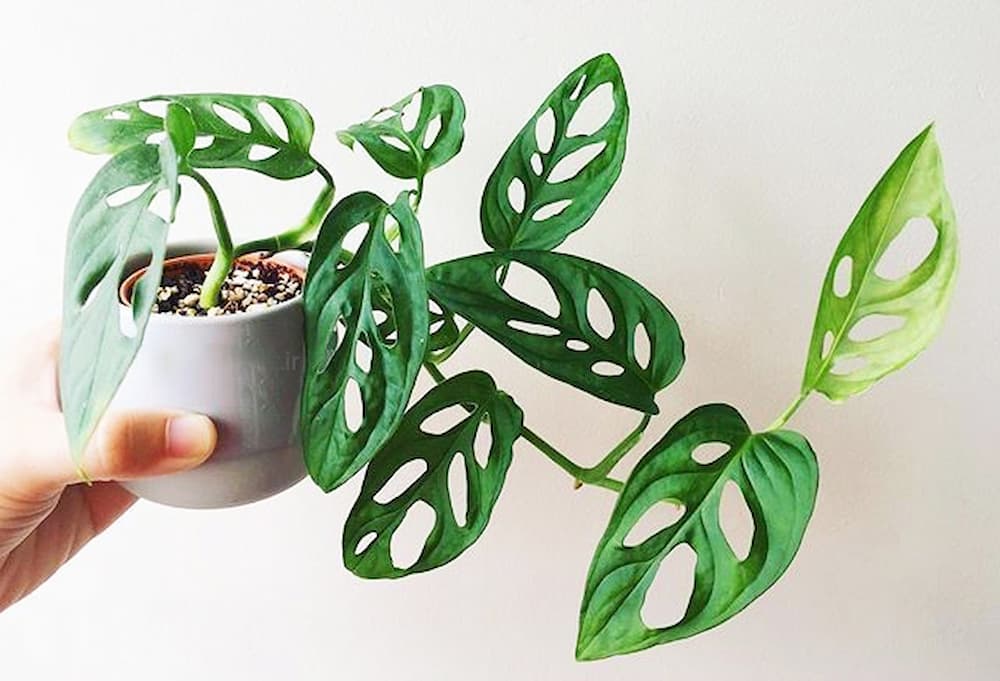 پتوس ارتشی مینیاتوری (ملکه سفید برفی) بدون آفت زدگی 2 رنگ سبز سفید