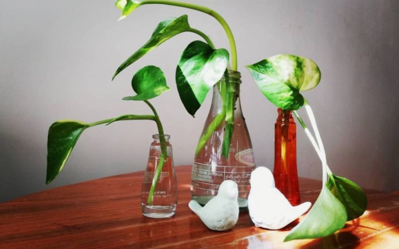 پتوس مرمری در آب؛ خوش فرم رونده مقاوم 2 رنگ (سبز آبی)