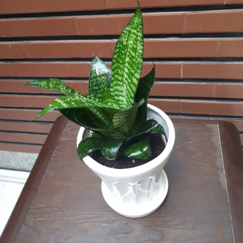 سانسوریا کراواتی پوست ماری؛ ریشه قوی زمان گل دهی (3 4 سال)