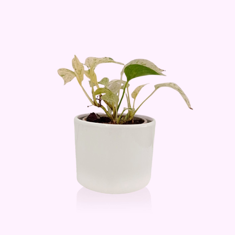 پتوس مرمری سفید؛ زیبا بادوام رشد سریع 300 سانتی متر