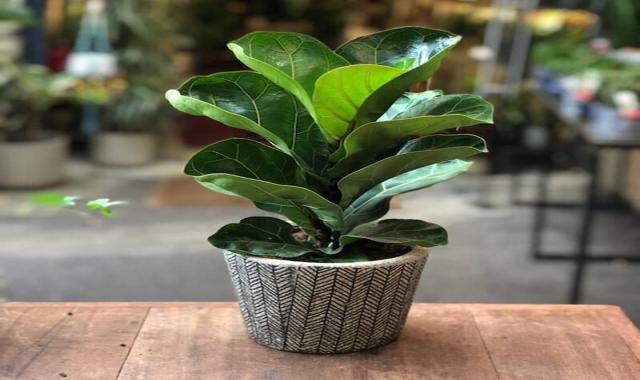فیکوس آفریقایی مینیاتوری؛ آپارتمانی قلمه 10 15 سانتی ficus