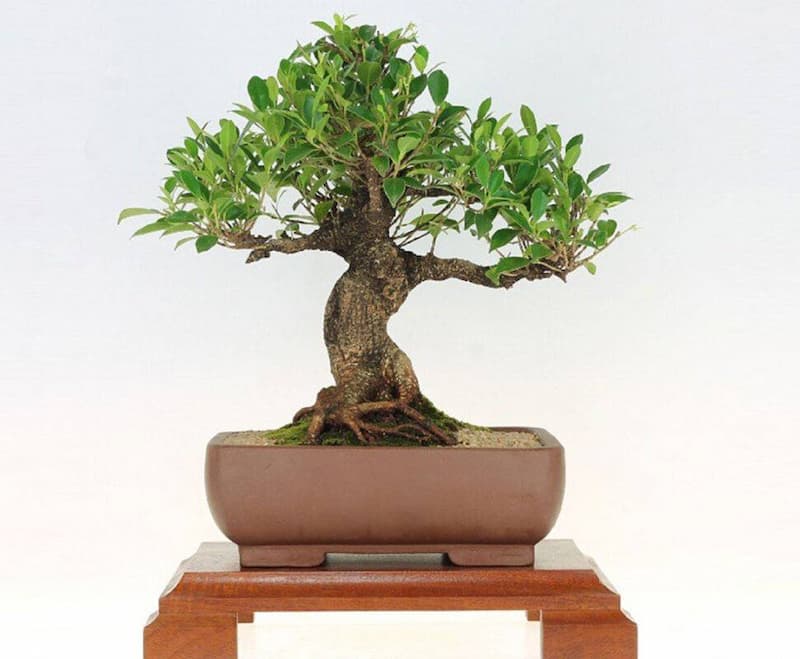 فیکوس میکروکارپا بونسای؛ برگ سبز سفید 2 نژاد آسیای شرقی استرالیایی Microcarpa