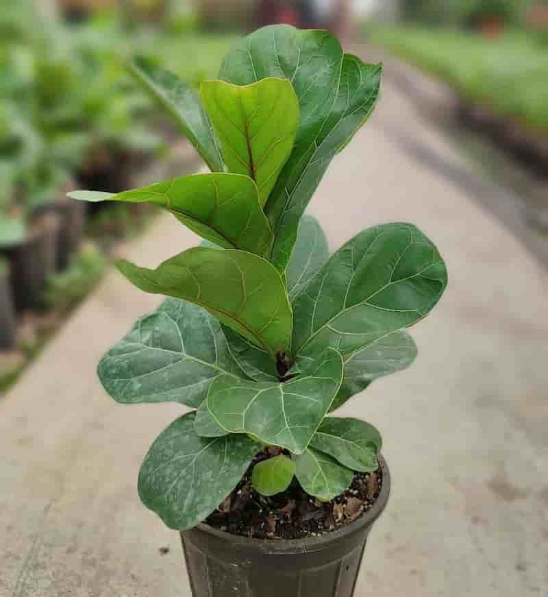 فیکوس لیراتا مینیاتوری (ویولونی) برگ 5 ضلعی براق نژاد Africa
