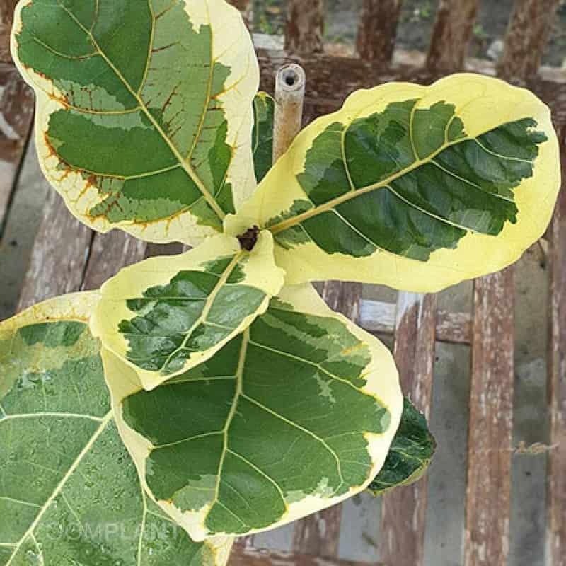 فیکوس لیراتا ابلق؛ آپارتمانی خاک سبک گلدان پلاستیکی white