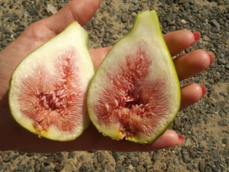 میوه گواوا چابهار؛ طبع گرمسیر پوست زرد سلامت مغز Vitamin A