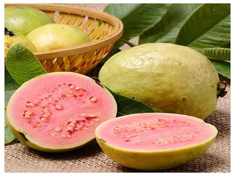 گواوا صورتی؛ هندوانه انبه ای هسته مشکی ریز 2 کشت مزرعه گلخانه ای