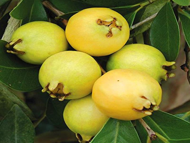 گواوا زرد گلابی؛ گوشتی خوشمزه آبدار حاوی املاح معدنی Vitamin