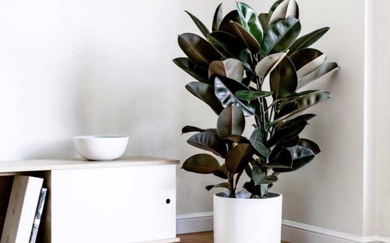 بذر گل فیکوس؛ سبز تیره برگ پهن مناسب آپارتمان Flower