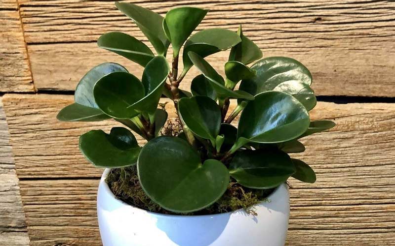 بذر گیاه قاشقی (پپرومیا) برگ پهن گوشتی ضخیم نگهداری آسان