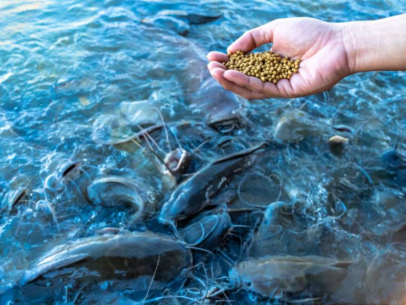 خوراک دام و آبزیان مازندران؛ پودری کنسانتره مناسب افزایش وزن حاوی protein