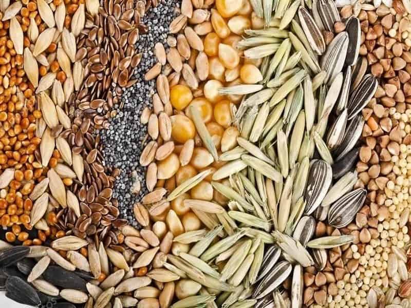 خوراک دام عاشوری؛ سبک سنگین حاوی کلسیم روی phosphorus