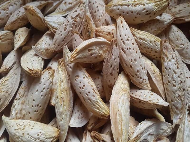 بادام درختی افغانستان (چغاله) سبز قهوه ای شیرین تقویت حافظه