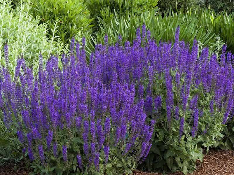 گیاه دارویی مریم گلی؛ طبع گرم آرامبخش مناسب پوست Hair