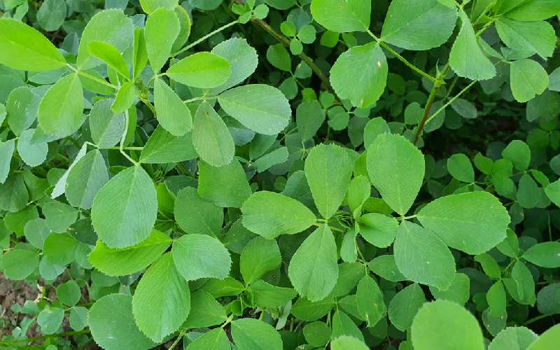 یونجه 1401 امروز؛ صنعتی سنتی دیمی قطره ای سبز تیره کلسیم fiber