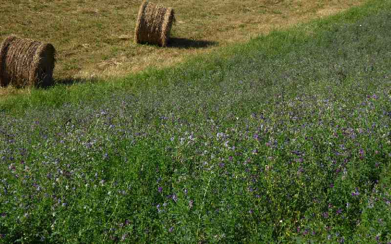 یونجه تاپ فید؛ گلدار ضد بیماری کلیوی هضم آسان فیبر Iron