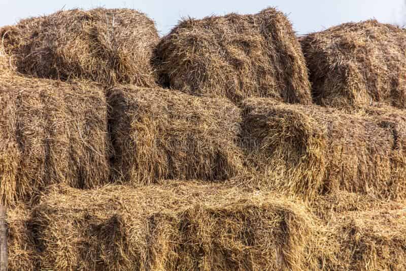 یونجه خشک کرج؛ هضم راحت بدون آلودگی حاوی Fiber