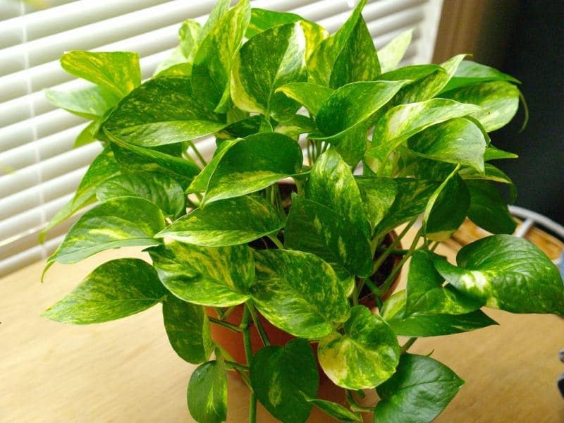 گل آپارتمانی پاندانوس؛ ابلق غیر ابلق روش تکثیر (بذر پاجوش) Madagascar