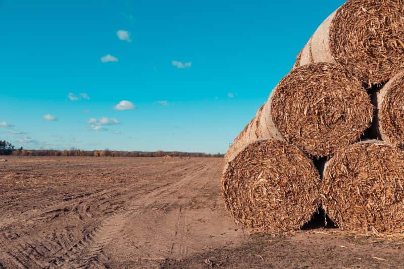 یونجه خشک در کرمان؛ خوراک دام کاهش کلسترول ارزش غذایی بالا