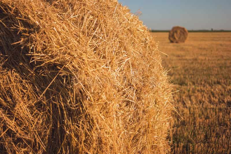 یونجه خشک در قزوین؛ خوراک اسب گاو شیرده حاوی fiber