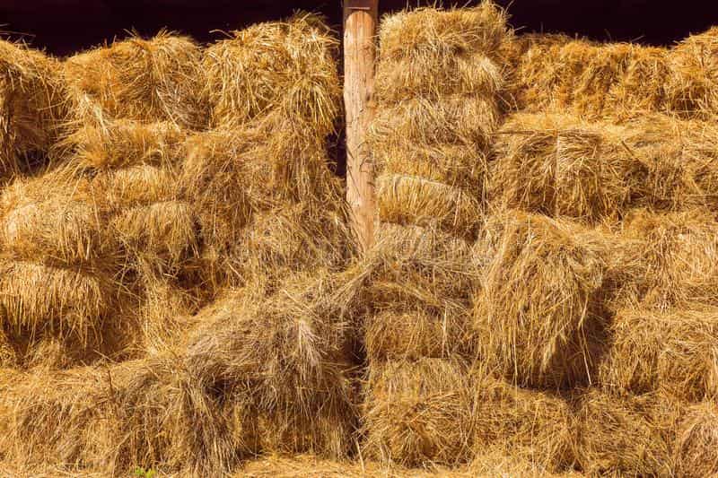 یونجه خشک در قم؛ گیاه مقاوم ساقه نازک هضم راحت برای دام