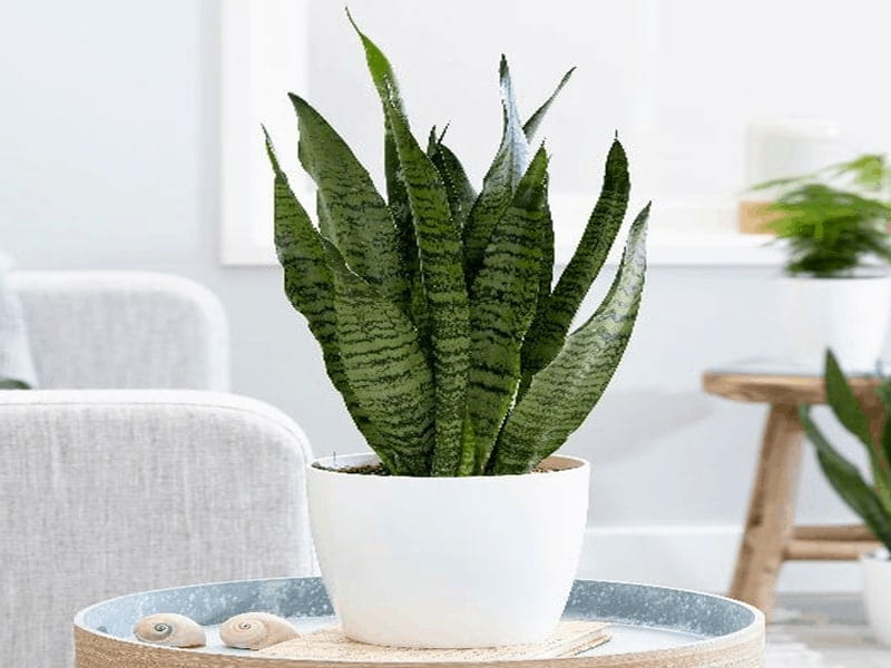 گل آپارتمانی ارزان؛ ایجاد آرامش روانی مناسب خانه محل کار Flower